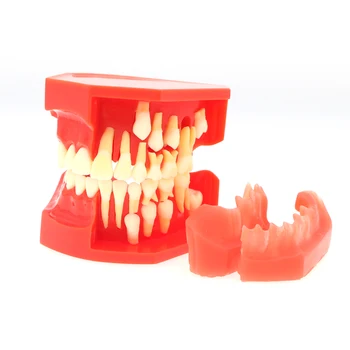 Стоматологични зъби Постоянно преподаване на зъби Алтернативно демонстрационно проучване Преподавайте модел M7013