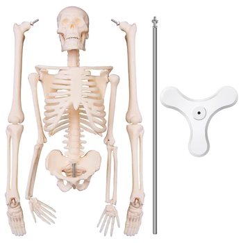 NEW-45CM Човешки анатомичен анатомичен скелет модел плакат Научете помощ анатомия човешки скелетен модел