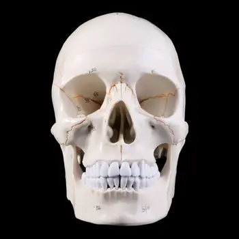 Life Size Човешки череп Модел Анатомична анатомия Медицинско обучение Скелет за Hea